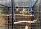 Nicht verrosten schweißte Stahldraht-Mesh Zoo Animal Enclosure Wire-Masche 10m-30m