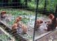 Nicht verrosten schweißte Stahldraht-Mesh Zoo Animal Enclosure Wire-Masche 10m-30m
