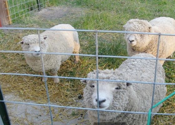 Heißes eingetaucht galvanisierte geschweißten Draht-Mesh In Agriculture And Animal-Ackerbau