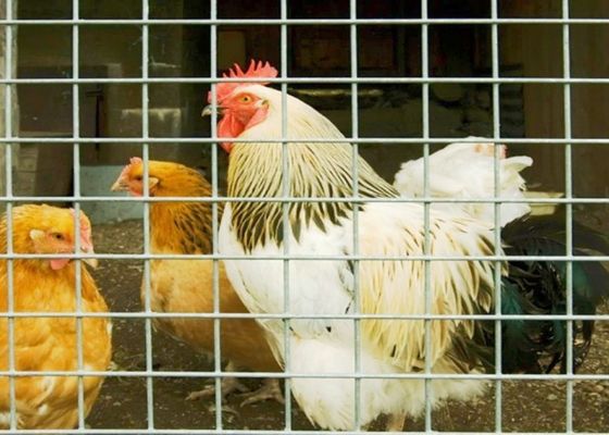 15 m 20 m 30 m aus Edelstahl geschweißtes Drahtnetz als Geflügelkäfig oder Zaun verwendet