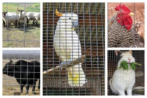 Geschweißte Draht-Mesh Roll Used In Animal-Züchtung