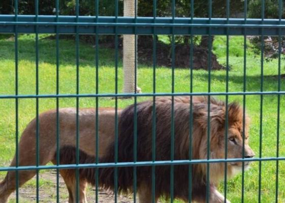 Nicht verrosten schweißte Stahldraht-Mesh Zoo Animal Enclosure Wire-Masche 10m-30m