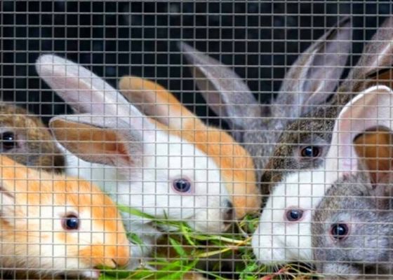 Nicht rostende Stoff-Rolle der Hardware-48x100 galvanisierte Draht Mesh Roll For Rabbit Cage