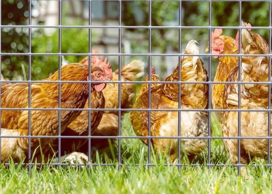 Elektroverzinktes geschweißtes Drahtnetz mit einer Länge von 50 m und einer Breite von 0,5 m für Tierhäuser